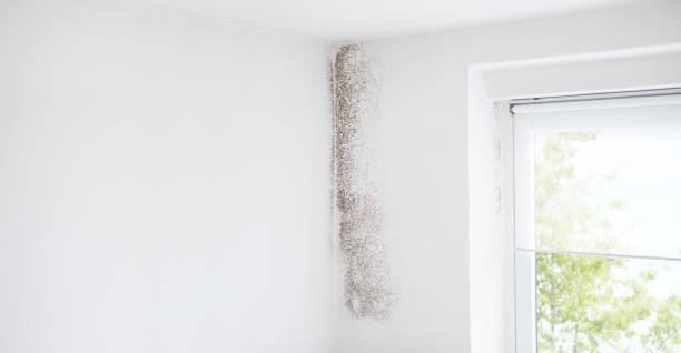 Best Asbestos and Lead Testing During Mold Inspection  in Orchard City, CO