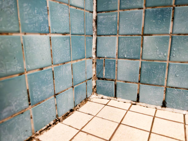 Asbestos and Lead Testing During Mold Inspection in Orchard City, CO